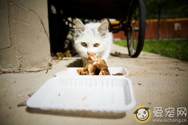 小知识：猫的主要食物有哪些